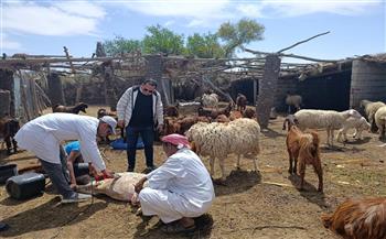 "الزراعة": تحصين أكثر من مليون رأس ماشية في الأسبوع الأول للحملة القومية ضد الجلد العقدي وجدري الأغنام