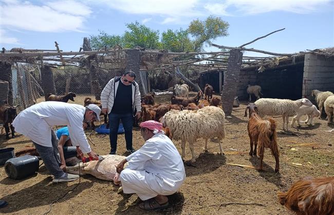 "الزراعة": تحصين أكثر من مليون رأس ماشية في الأسبوع الأول للحملة القومية ضد الجلد العقدي وجدري الأغنام