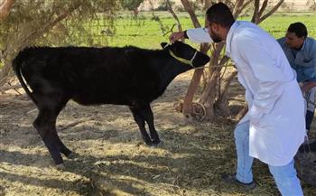 تحصين أكثر من 20 ألف رأس ماشية بالوادي الجديد خلال الأسبوع الأول من الحملة القومية