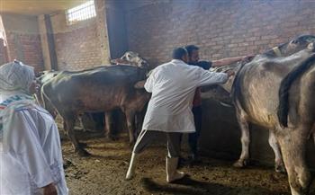 محافظ المنوفية: تحصين 37 ألف رأس ماشية ضمن الحملة القومية ضد الحمى القلاعية