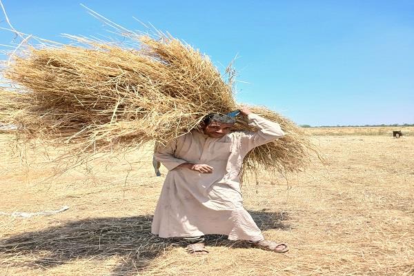 محافظ الشرقية: تشكيل لجان بالشون لوزن الأقماح وصرف مستحقات الموردين خلال 48 ساعة 