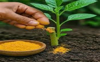 تعرفي على استخدامات الكركم لحماية نباتاتك المنزلية وتعزيز نموها بشكل طبيعي 