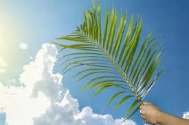 «أحد الشعانين».. الكنائس تحتفل ببداية أسبوع الآلام وسط أجواء من الفرح والروحانية 