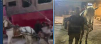 القبض على صاحب فيديو التعدي على “حصان كارو” بالقليوبية