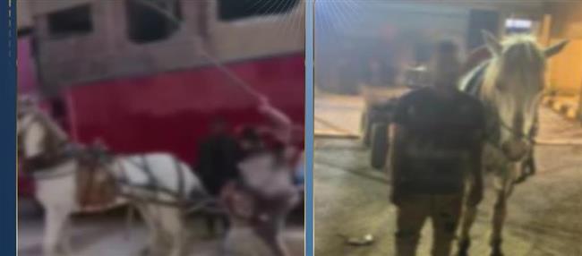 القبض على صاحب فيديو التعدي على “حصان كارو” بالقليوبية