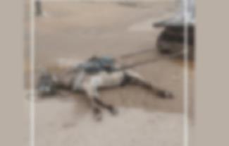 الأمن يكشف ملابسات نفوق دابة "كارو" بالسويس