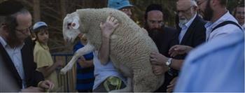 تقرير: سبع محاولات لإدخال "قرابين" للمسجد الأقصى خلال "الفصح اليهودي" هذا العام