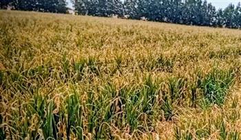 نقيب الفلاحين ينصح يتخزين الثوم والبصل والفراولة وترشبد استهلاك الطماطم