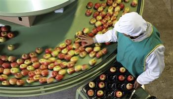 جمعية رجال الأعمال المصريين: ارتفاع أسعار الغذاء عالميًا يدعم قيمة صادرات مصر من الفاكهة| خاص 