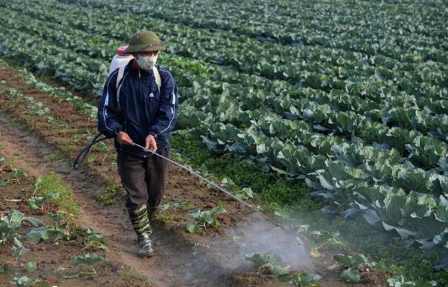 المبيدات الزراعية ترفع خطر الإصابة بالسرطان بنسبة 150%