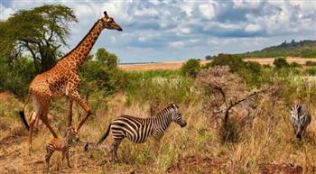 صداقة غريبة بين حمار وحشي وزرافة في منتزه أمريكي