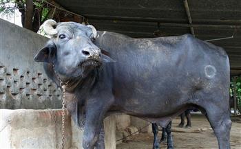 جاموسة تعقر 8 أشخاص داخل منزل فى البلينا بسوهاج