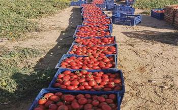 دراسة تحليلية حول زراعة أصناف بذور الطماطم في مصر: اتجاهات السوق ومعايير الاختيار