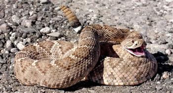 ذعر في ولاية أمريكية بسبب تصاعد هجمات الأفاعي الجرسية