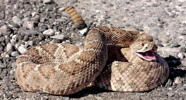 ذعر في ولاية أمريكية بسبب تصاعد هجمات الأفاعي الجرسية