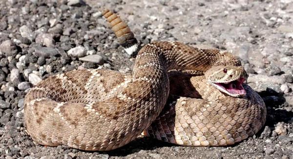 ذعر في ولاية أمريكية بسبب تصاعد هجمات الأفاعي الجرسية 