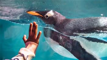 البطاريق "المدللة" في حدائق الحيوان تشيخ أسرع من نظيراتها البرية