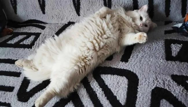 أغرب نزاع قضائي.. جارتان تتصارعان على ملكية قط