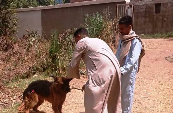 محافظ أسوان يتابع جهود مديرية الطب البيطرى لتنفيذ مبادرة تطعيم وتحصين الكلاب ضد السعار 