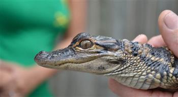 طفل يواجه اتهامات جنائية بعد اعتداء على تمساح صغير