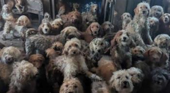 تدخّل عاجل لإنقاذ 250 كلبًا من ظروف معيشية صعبة في بريطانيا