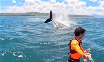 مشهد ساحر.. حوت يفاجئ راكب أمواج بقفزة جنونية (فيديو) 