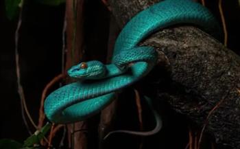 اكتشاف نوع جديد من أفاعي الحفرة في كمبوديا