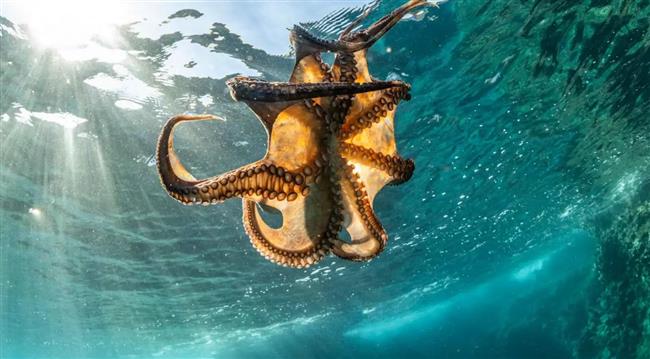 بعدما دخلت "جينيس".. أقدم أحفورة أخطبوط ليست أخطبوطًا!