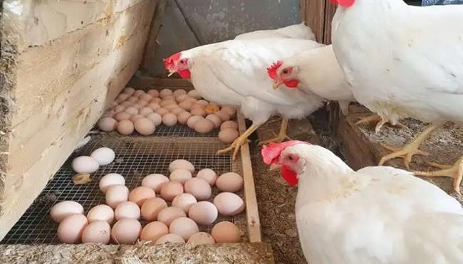 تعرف على أسعار الدواجن اليوم الجمعة 10 أبريل 2026.. كم سجل البانية؟