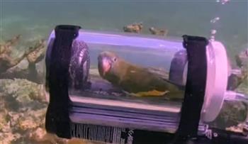 "بيبي المستكشف".. ببغاء يخوض مغامرة استثنائية في أعماق المحيط