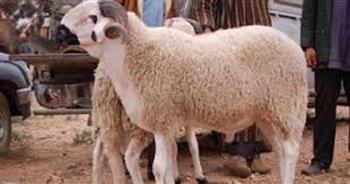 ما حُكم الأضحية وحِكمة تشريعها؟ الأزهر للفتوى يوضح