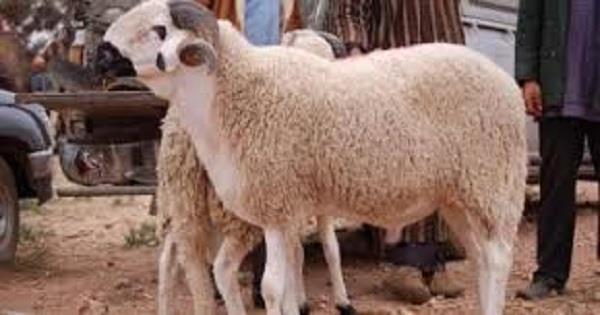 ما حُكم الأضحية وحِكمة تشريعها؟ الأزهر للفتوى يوضح