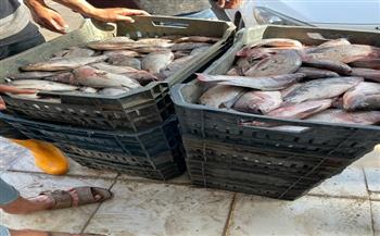محافظ كفرالشيخ: ضبط 2.5 طن أسماك غير صالحة للاستهلاك الآدمي بمركز الرياض