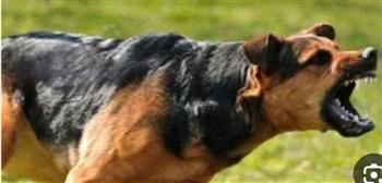 الحبس والغرامة.. جزاء قانوني لمستخدمي الكلاب في الترهيب