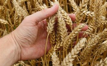 موسم قمح استثنائي.. «الزراعة»: توريد 3 ملايين طن وخطة للوصول إلى 60% اكتفاء ذاتي بحلول 2030 