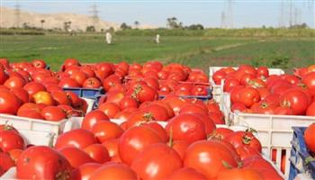 انخفاض جديد في أسعار الطماطم اليوم الثلاثاء 19-5-2026 .. واستقرار عند 20 جنيهًا بالمجمعات