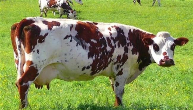 رعب في النمسا.. قطيع أبقار يقتل مسنّة ويمزّق زوجها