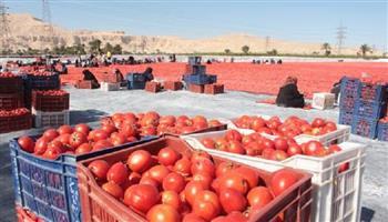 انخفاض أسعار الطماطم في الأسواق.. الكيلو يبدأ من 15 جنيها وتوقعات بمزيد من التراجع  