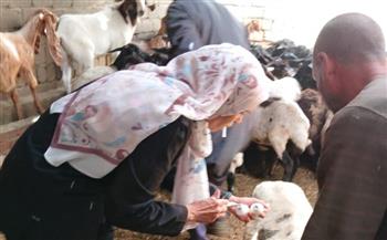 تحصين 89 ألف رأس ماشية ضد الحمى القلاعية وحمى الوادي المتصدع بمحافظة المنيا