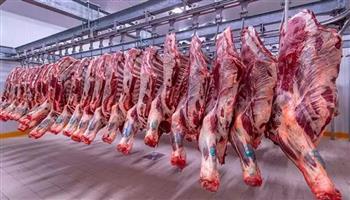 شعبة القصابين: القوافل البيطرية أنقذت موسم عيد الأضحى 2026 من الأمراض الوبائية| خاص