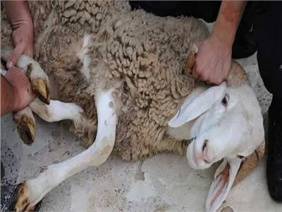 أفضل وقت لذبح الأضحية بعد صلاة العيد.. وما حكم الذبح ليلًا في العيد؟