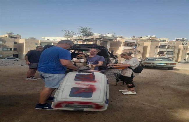 نحو مصر خالية من السعار.. ضبط وتعقيم 19 من الكلاب الضالة بالغردقة
