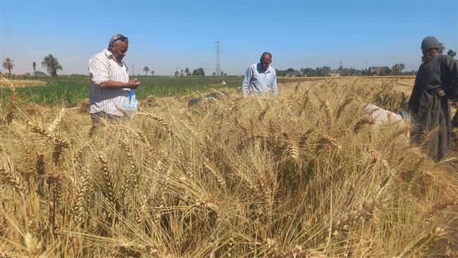 زراعة الأقصر: بدء أعمال توريد القمح والغرس الربيعي لـ 975 فداناً بمحصول قصب السكر