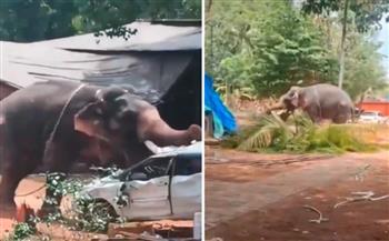  فيديو.. فيل هائج يرفع سيارة وشجرة نخيل بخرطومه