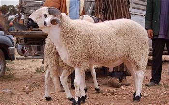 عيد الأضحى على الأبواب.. اعرف سعر الأضحية اليوم وطريقة التوزيع الصحيحة لها   