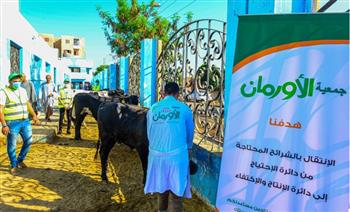 2000 عجل بلدى ومليون كيلو لحوم من الأورمان بالمحافظات خلال عيد الأضحى المبارك