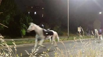 بسبب خطأ الألعاب النارية.. عشرات الخيول المذعورة تجوب روما