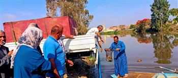إطلاق (٢٥٠ ألف) زريعة مبروك ببحر أبو الأخضر  بمحافظة الشرقية 