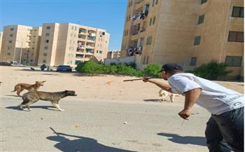 بيطري الشرقية يُحصِّن ويُعقِّم (٣٣) كلباً ضالاً بمحيط الحي الـ ١٢بمدينة العاشر من رمضان