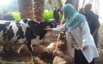 محافظة الجيزة: تحصين 227 ألف رأس ماشية ضمن الحملة القومية للتحصين ضد مرضي الحمى القلاعية والوادي المتصدع 